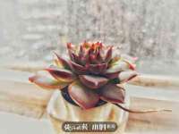 淮安春之宇网络科技有限公司